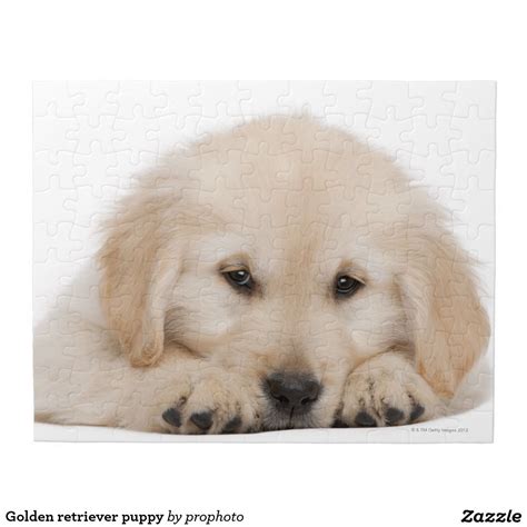 Golden Retriever Puppy Jigsaw Puzzle Golden Retriever