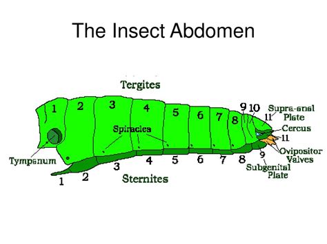 Ppt Insect Design And Structure Powerpoint Presentation Free