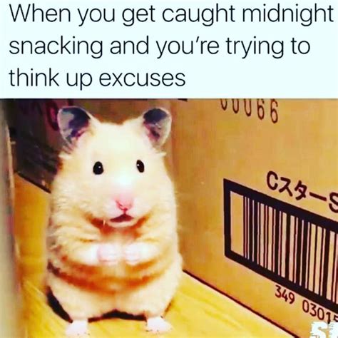 63 Hilarious Hamster Memes That Will Crack You Up Always Pets