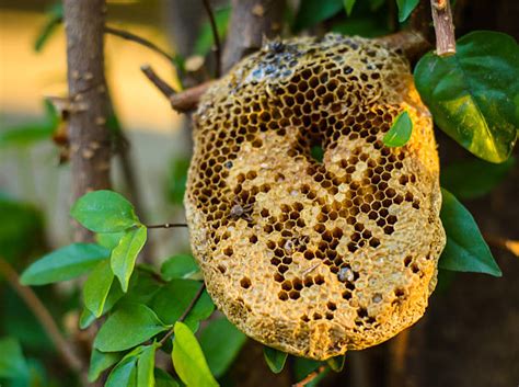 Bee Hives In Trees Stock Photos Pictures And Royalty Free Images Istock