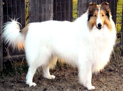 Beautiful Sable Headed White Rough Collie Collies Rough Collie