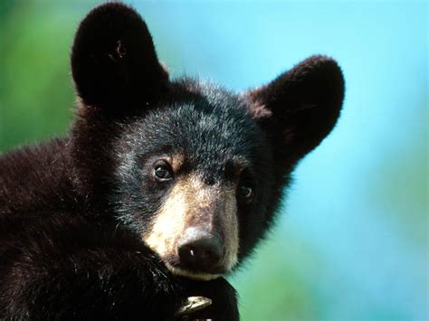 Image Im All Ears American Black Bear Cub Minnesota 1600x1200