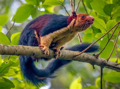 Malabar Giant Squirrel Remarkable Multicoloured Rodent Photographed In