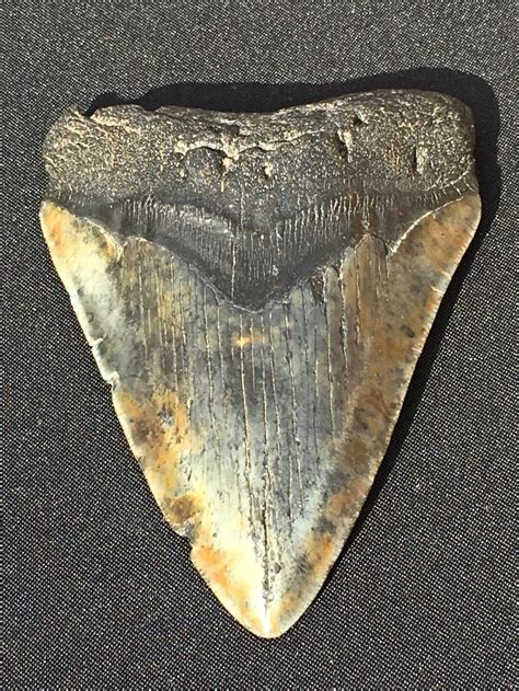 Sold Price Megalodon Rock Fossil Natural Collectible Specimen