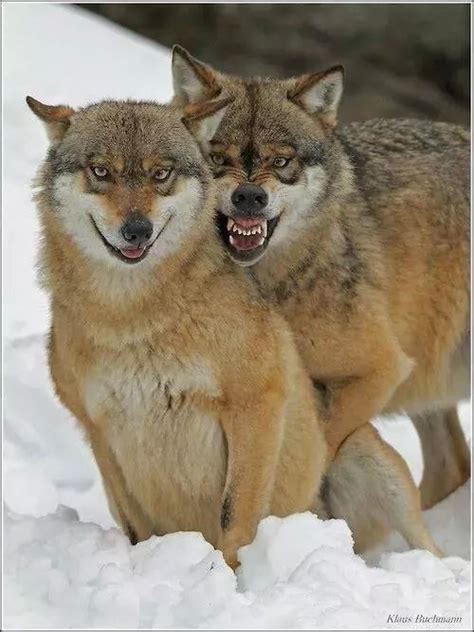 Pin By Elaine Dreger On Wolfs Wolf Dog Funny Wild Animals Animals Wild