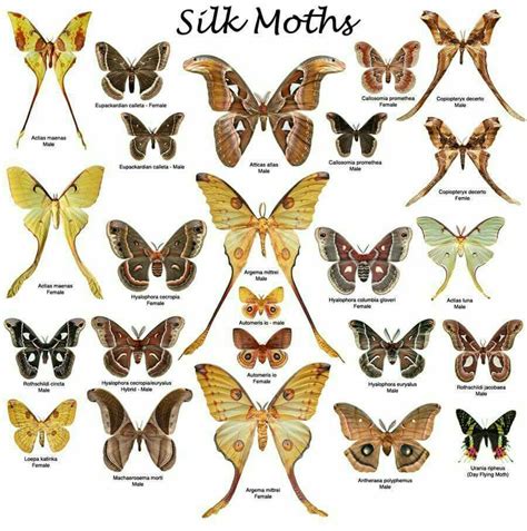 Beautiful Bugs Beautiful Butterflies Types Of Moths Cute Moth Atlas