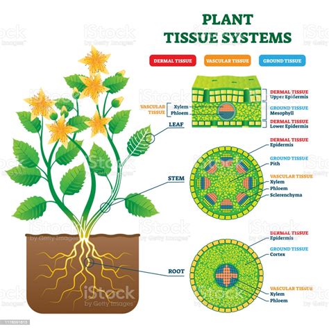 Plant Tissue Systems Vector Illustration Labeled Biology