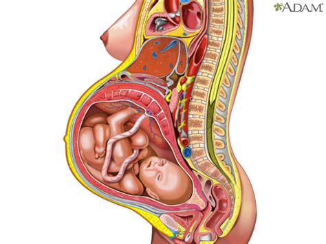 Female Body Organs Pregnant