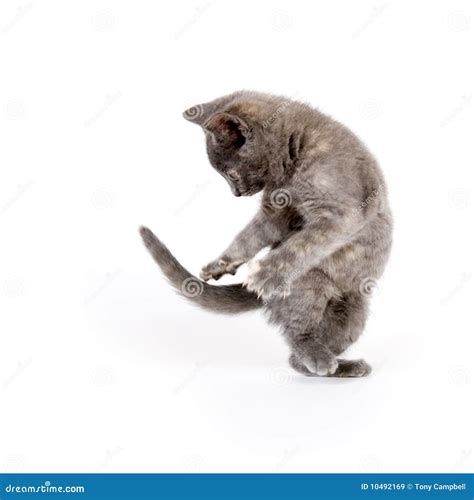 Kitten Jumping Any Playing Stock Image Image Of Jump 10492169