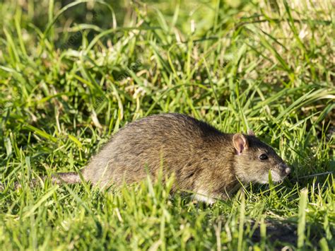 Brown Rat Stock Image C0582008 Science Photo Library