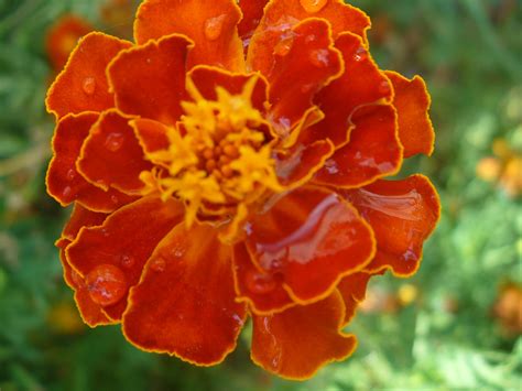 Free Images Orange Beautiful Flowers Marigolds Flower Petal