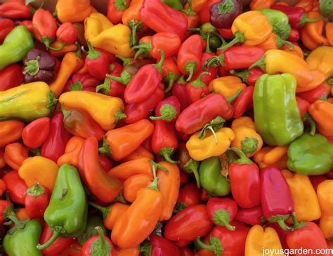 Peppers