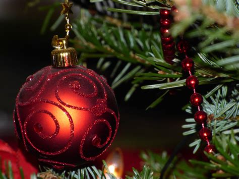 Free Images Branch Red Holiday Christmas Tree Christmas Ornament