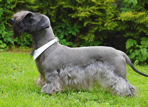 Cesky Terrier Dog Breeds Facts Advice And Pictures Mypetzilla Uk