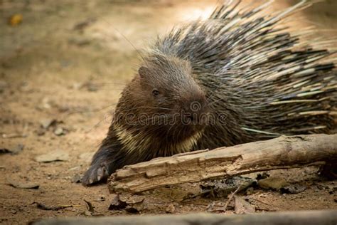 Porcupine Stock Photo Image Of Rodentia Protection 194582890