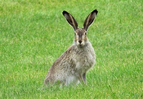 Rabbit Bunny Hare · Free Photo On Pixabay