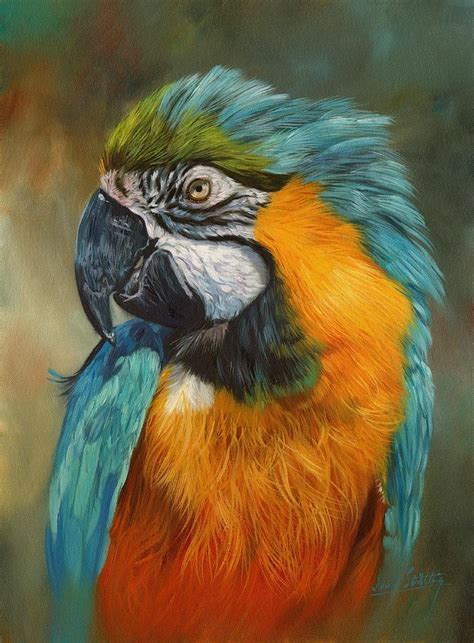 Macaw Parrot Painting By David Stribbling Ed5