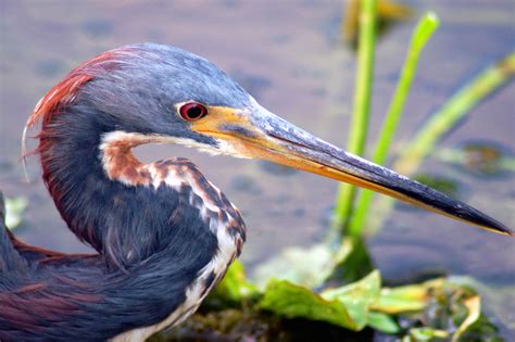 This crisp color is a perfect backdrop for colorful art. Florida Image Tools: Photographing Florida's Herons