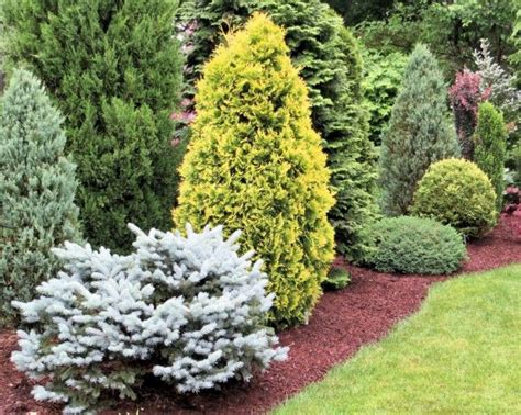 278 Best Dwarf Conifers Images On Pinterest Landscaping