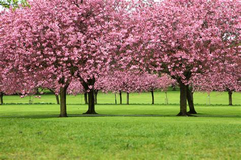 árboles De Sakura Stock De Foto Gratis Public Domain Pictures