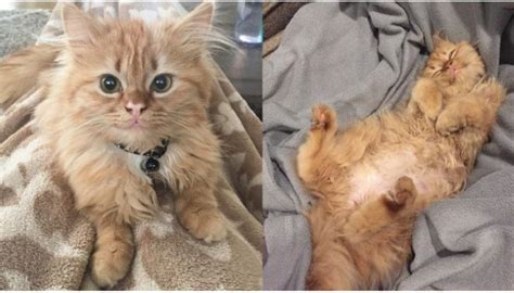 This Rescued Kitty Is Filled With Joy And Cant Quit Purring