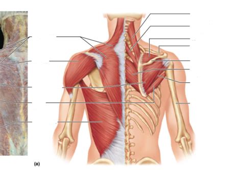 Upper Chest Muscles Diagram Quizlet