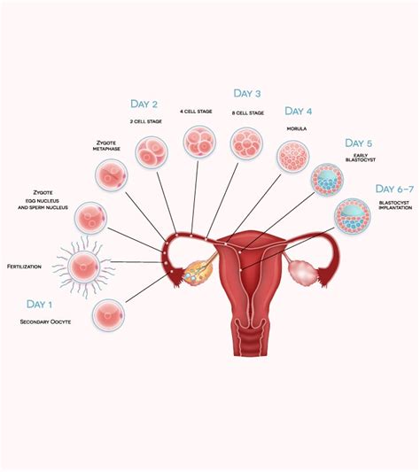 Early Signs Of Pregnancy Days After Ovulation