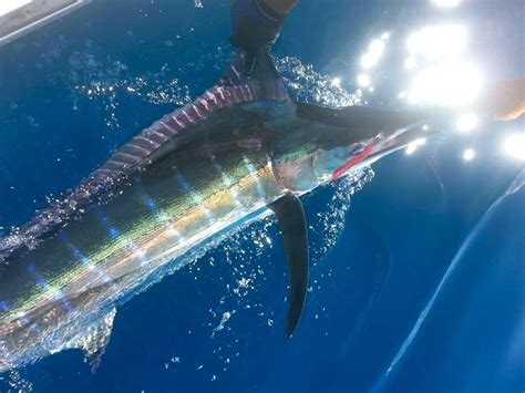 Striped Marlin Photos Action Photos Come Fish Panama