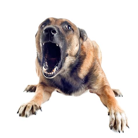 Police Dog Barking Stock Photos Pictures And Royalty Free Images Istock