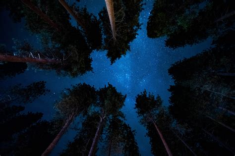 Wallpaper Starry Sky Night Trees Stars 6000x4000 Goodfon