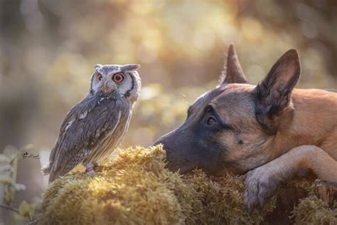 Unlikely Friendship Between The Dog Ingo And The Owl Poldi Design Swan