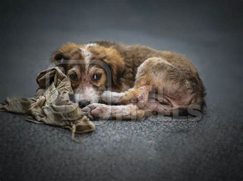 Stray Sad Sick Street Puppy Dog On Road Anipixels