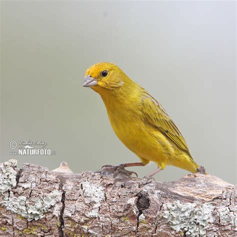 Sicalis Citrina Pictures Stripe Tailed Yellow Finch Images Nature