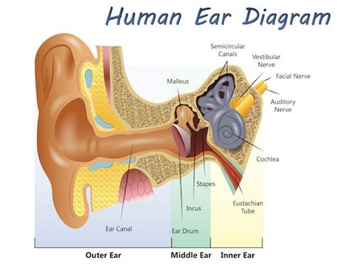 How Do Your Ears Work Topeka Ent Blog