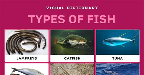 Types Of Fish List Of Fish With Interesting Facts And Pictures 7esl