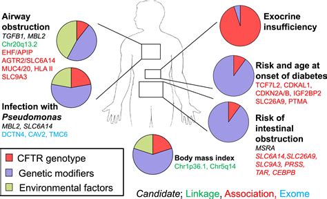 The Genetics And Genomics Of Cystic Fibrosis Journal Of Cystic Fibrosis