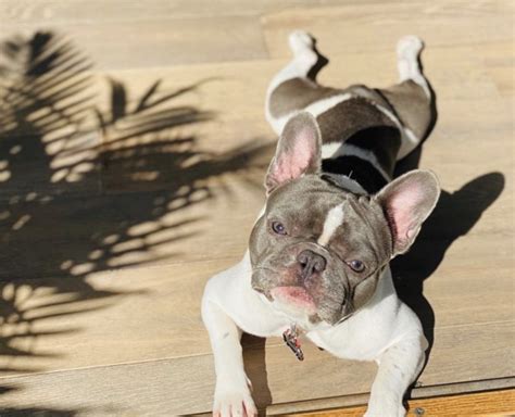 Welcome to the french bulldog guide a website about everything to do with owning a frenchie including behaviour, training, food and diet as well as puppy. Nicholas, French Bulldog Stud in winter park, Florida