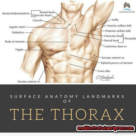 Surface Anatomy Landmarks Of The Thorax Anatomy Muscle Anatomy