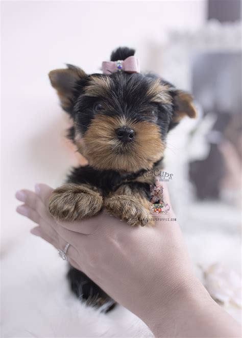 Designer Breed Puppies For Sale Teacup Puppies And Boutique
