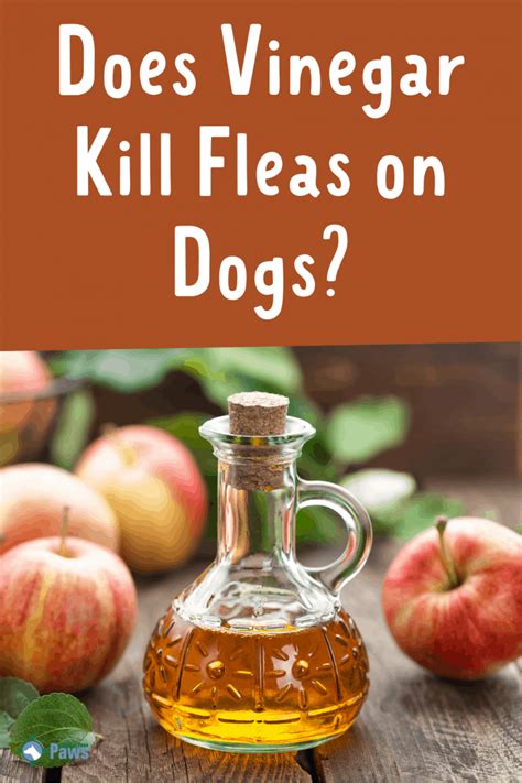 Does Vinegar Kill Fleas On Dogs Plus 3 Great Home Remedies