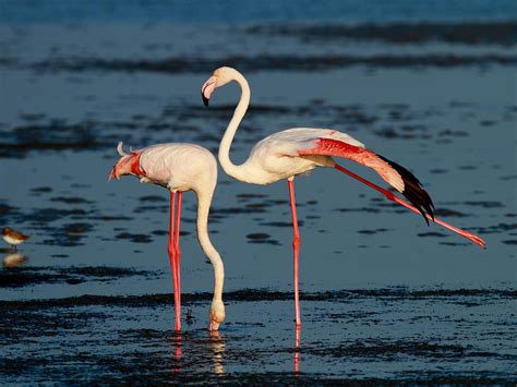Greater Flamingo South Africa Photograph By Oz Horine Fine Art America