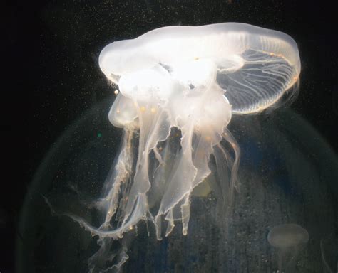 Free Images Jellyfish Invertebrate Cnidaria Aquatic Animals