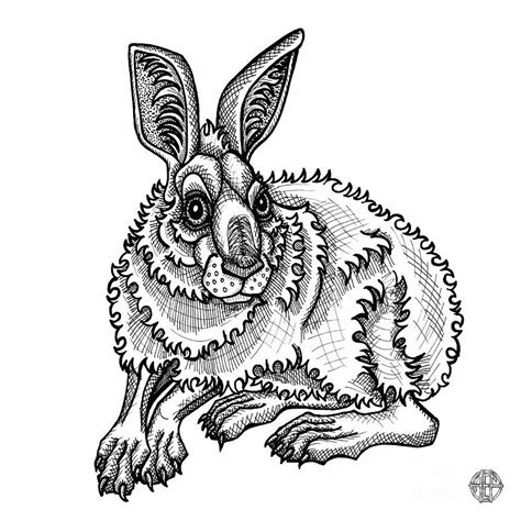 Snowshoe Hare By Amy E Fraser Snowshoe Hare Black And White Drawing
