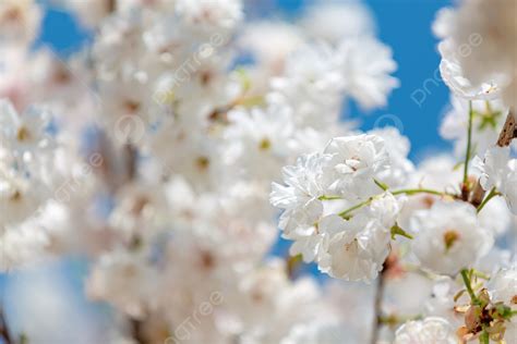 Background Foto Gambar Fotografi Bunga Taman Bunga Sakura Putih Dengan