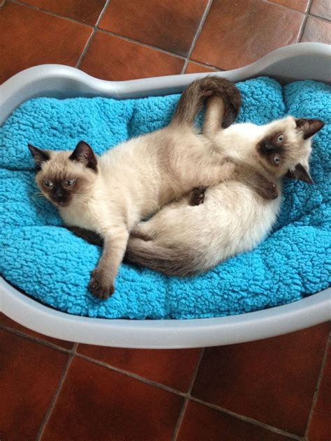 Two Siamese Cats Laying In A Blue Pet Bed On The Floor Next To Each Other