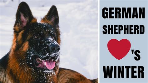Our German Shepherd Loves Playing In The Snow Our Dog Togos Winter