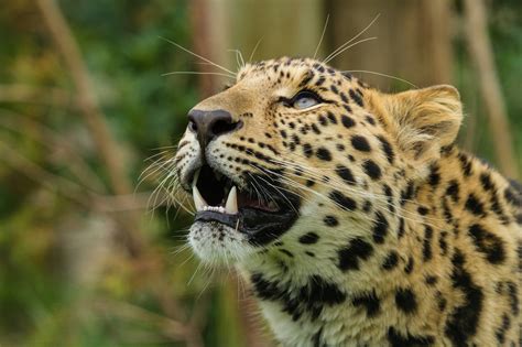 Wallpaper Wildlife Teeth Big Cats Whiskers Jaguar Predator