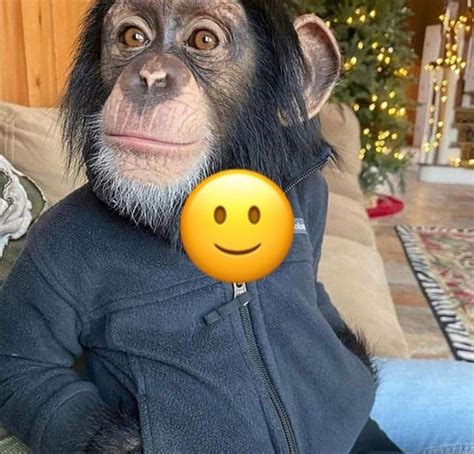 Pin By Liv On My Aesthetic In 2021 Monkeys Funny Monkey Cute Animals