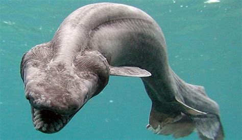 Pics Of 20 Strange Animals You Probably Didnt Know Exist