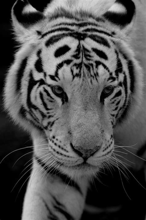 Love Tigers My Favorite Animal Tigre Blanc Royal